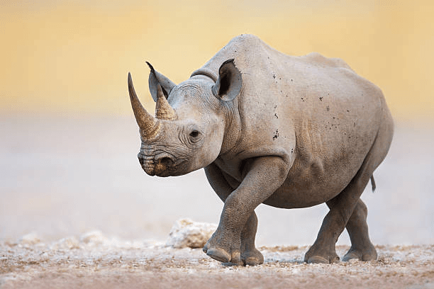 Rhino monitoring